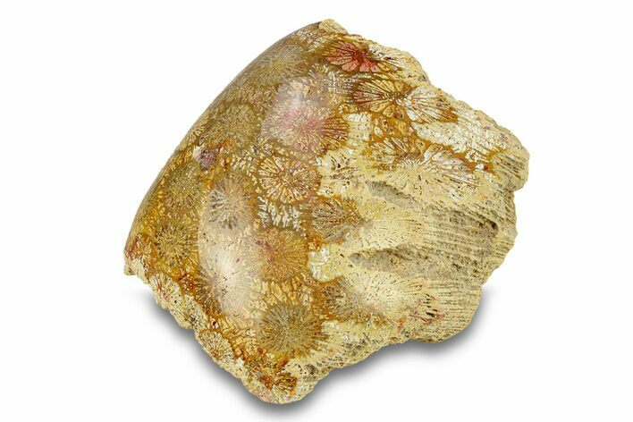 Polished Fossil Coral Head - Indonesia #293828